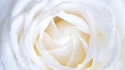 Hochzeit Künstler Frankfurt - weiße Rose